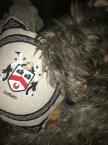 Raebert thinks the Laird coat of arms is just a pillow. He hasn't read the 'Spero Meliora' motto. "I hope for better things." But he's just a dour Scot
